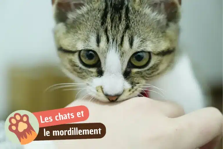 pourquoi mon chat me mordille