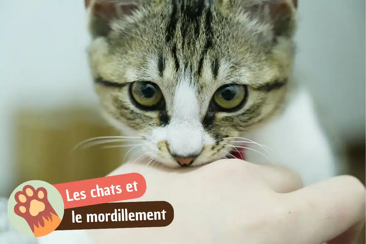 You are currently viewing Pourquoi mon chat me mordille (ou me mord) : amour, jeu ou agacement ?