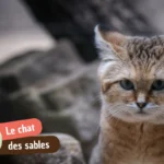 Chat des sables : prix, taille, habitat et pourquoi il ne sera jamais domestique