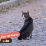 Pourquoi mon chat me tourne le dos : confiance, bouderie ou douleur ?
