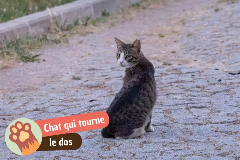 chat qui tourne le dos