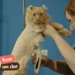 Raser un chat : quand c&rsquo;est vraiment utile, comment faire et à quel prix