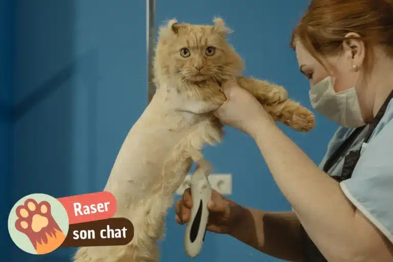 chat qui est en train d'être tondu